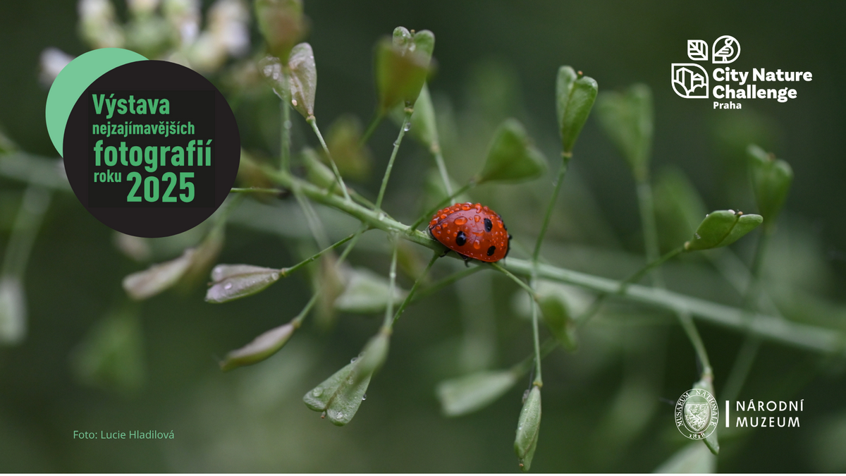 Plakát k výstavě City Nature Challenge 2025